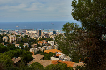Pine in Haifa sity om mount Carmel, and landscape
