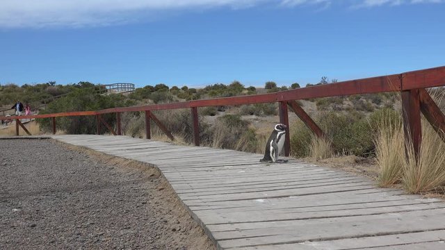 Guy is watching Magellanic Penguin (Spheniscus magellanicus). Punta Tombo, Chubut, Argentina 
