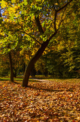 City park in the sunny day in the autumn season