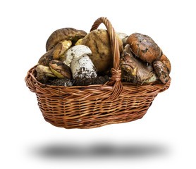 fresh forest mushrooms Suillus luteus and Boletus edulis in a wicker brown basket