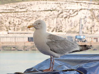 Seagull on the ferry