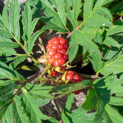 Brombeeren in Nahaufnahme.