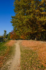 Naklejka premium City park in the sunny day in the autumn season