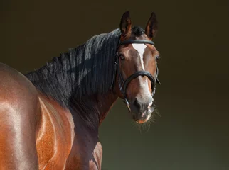 Tuinposter Rasecht paardportret op donkere stabiele achtergrond © horsemen