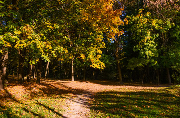City park in the sunny day in the autumn season