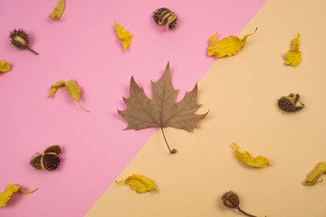 Autumnal banner. Composition of dried leaves and chestnuts on pink and ocher background. Autumn...