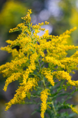 Sunlit goldenrod stalk on textured background and yellow abstract flowers ~GOLD RUSH~