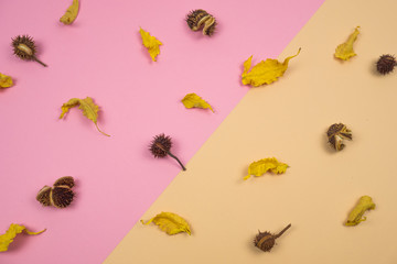 Autumnal banner. Composition of dried leaves and chestnuts on pink and ocher background. Autumn...