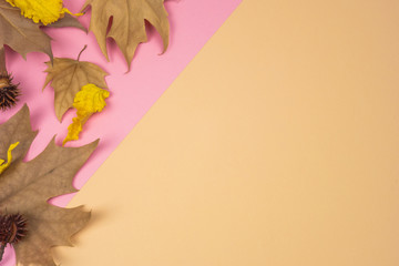 Autumnal banner. Composition of dried leaves and chestnuts on pink and ocher background. Autumn...