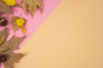 Autumnal banner. Composition of dried leaves and chestnuts on pink and ocher background. Autumn...