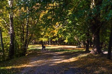 Obraz premium City park in the sunny day in the autumn season
