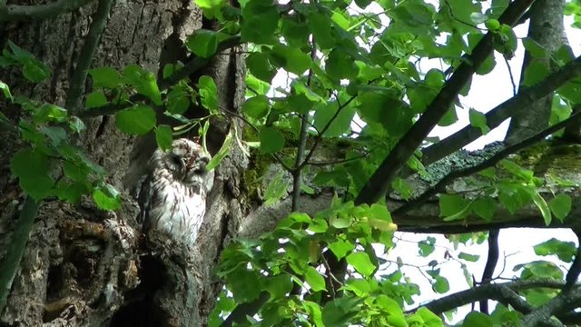 Sich kratzender Waldkauz (Strix aluco) in 400 Jahre alter Linde
