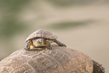 Mutige Schildkr&ouml;te
