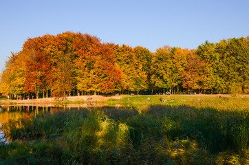 Fototapeta premium City park in the sunny day in the autumn season