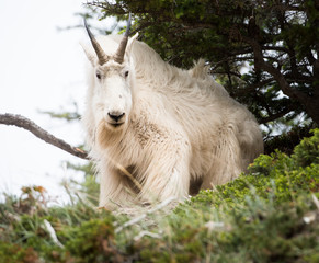 Mountain goat in the wild