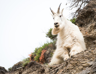 Mountain goat in the wild