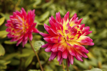 red flower in the garden