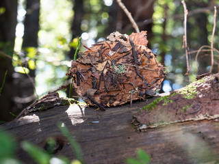 Agaric (amanita muscaria) mushroom growing strongly in the wild and covered in leafs
