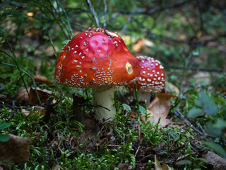 Agaric (amanita muscaria) mushrooms growing strongly in the wild