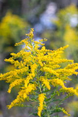 Soft focused goldenrod on a textured background with yellow abstract flowers in the woods  ~GOLD RUSH~