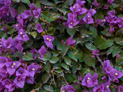 The bougainvillia flowers in foliage; background