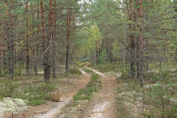 Forest country road in autumn creates an autumn mood.