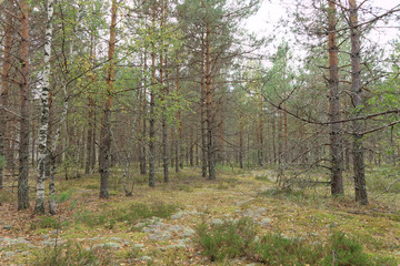 Obraz premium Las jesienią tworzy jesienny nastrój.