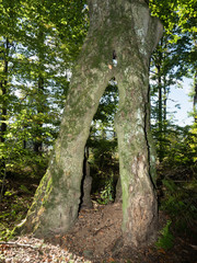 Fototapeta premium A natural tunnel formed of a split old tree in ancient woodland