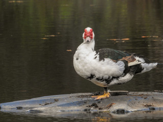 Ugly Duck II