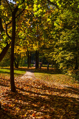 City park in the sunny day in the autumn season