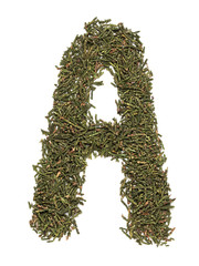 Big english capital letter A made of green fir/spruce tree leafs on white isolated background. Isolated Latin letter.