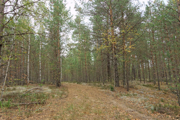 Forest country road in autumn creates an autumn mood.