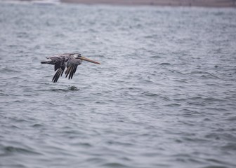 American White Pelican (Pelecanus erythrorhynchos)