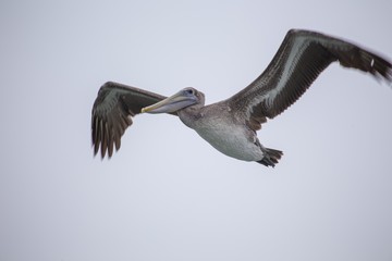 American White Pelican (Pelecanus erythrorhynchos)