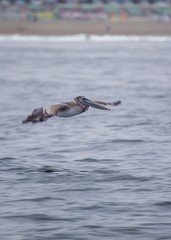 American White Pelican (Pelecanus erythrorhynchos)