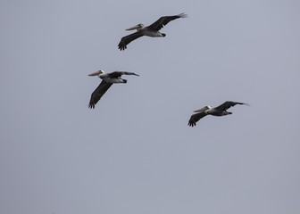 American White Pelican (Pelecanus erythrorhynchos)