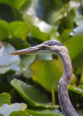Great Blue Heron (Ardea herodias)