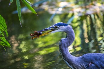 Great Blue Heron (Ardea herodias)