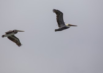 American White Pelican (Pelecanus erythrorhynchos)