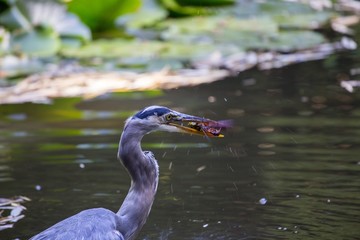 Great Blue Heron (Ardea herodias)