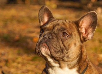 French Bulldog in the fall for a walk in the woods