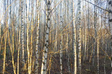 the birch grove