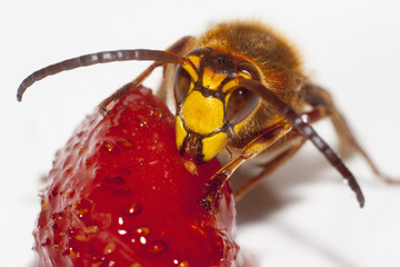 big hornet on white background