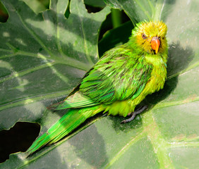 yellow green lori