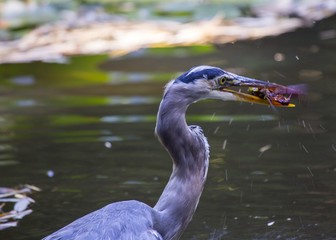 Great Blue Heron (Ardea herodias)