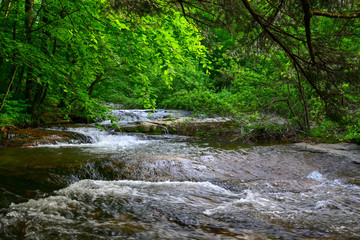 river in forest