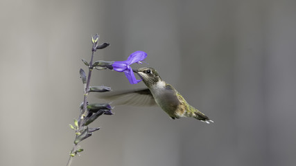 Enjoying the Blue Sage