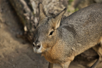Fototapeta premium Full body of big Patagonian Cavy Mara (dolichotis mammal)