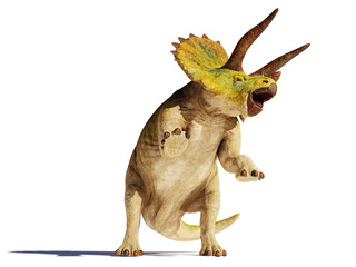 Triceratops horridus dinosaur in action (3d illustration isolated with shadow on white background)