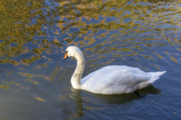 White swan swims in the pond